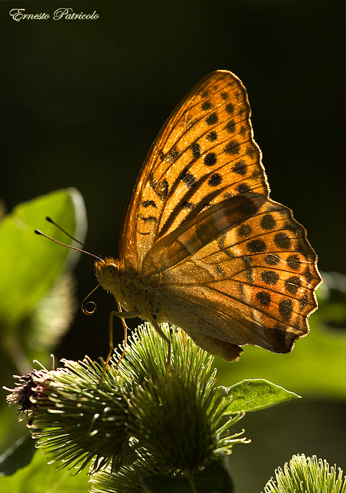 Argynnis paphia